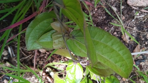Dioscorea soso