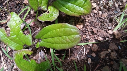 Dioscorea soso