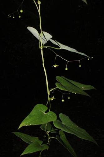 Dioscorea subhastata