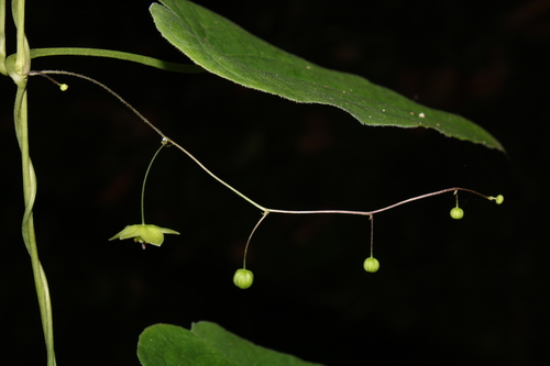 Dioscorea subhastata