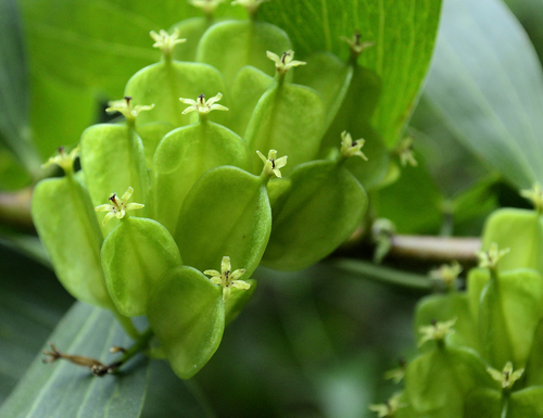 Dioscorea sylvatica