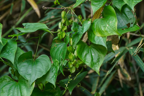 Dioscorea tokoro