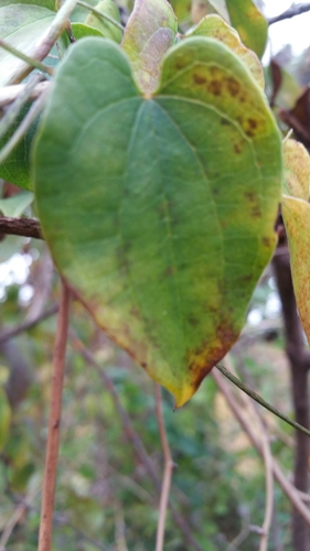 Dioscorea trichantha