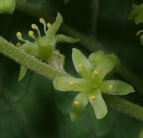 Dioscorea trifida
