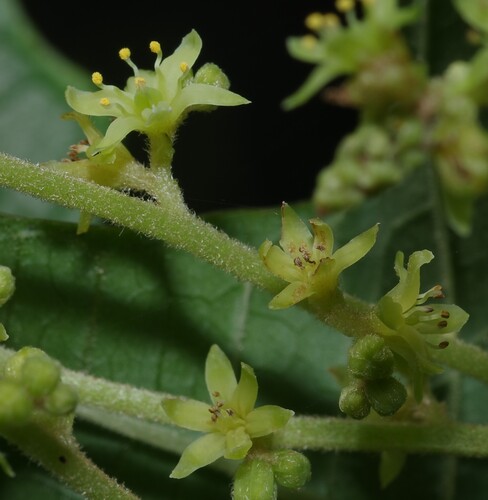 Dioscorea trifida