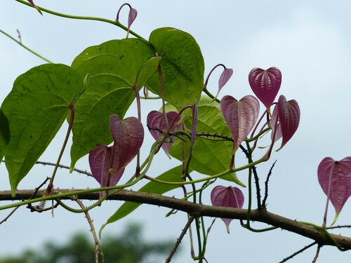 Dioscorea wallichii