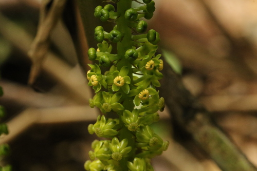 Dioscoreophyllum cumminsii