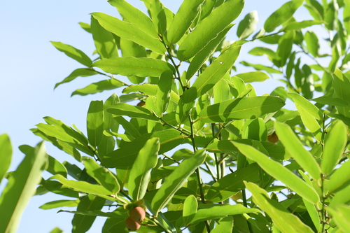 Diospyros ebenum