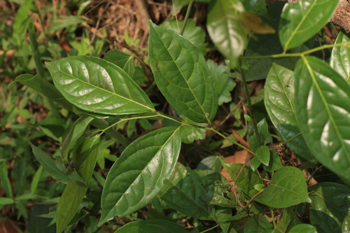 Diospyros sylvatica