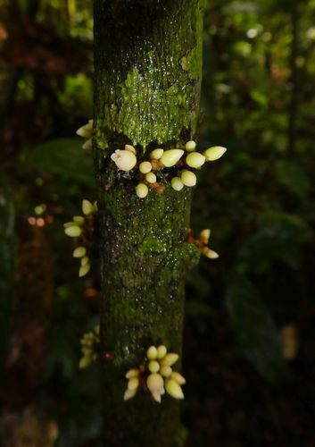 Diospyros vignei