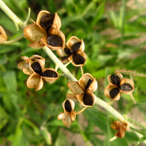 Dipcadi glaucum