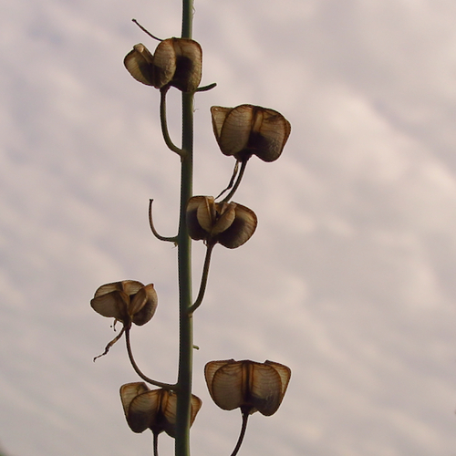 Dipcadi glaucum