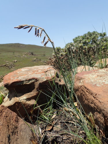 Dipcadi rigidifolium