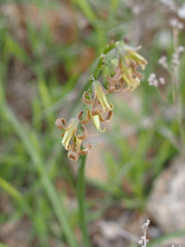Dipcadi serotinum