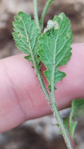 Diplotaxis erucoides