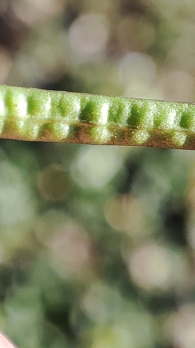 Diplotaxis erucoides