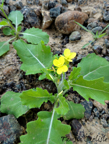 Diplotaxis harra