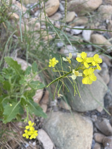 Diplotaxis harra
