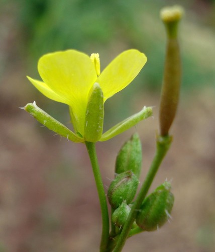 Diplotaxis muralis