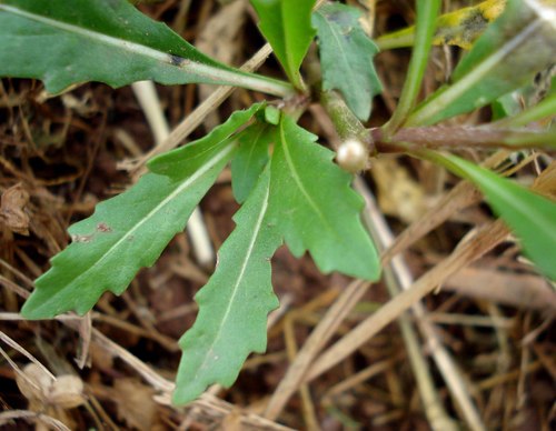 Diplotaxis muralis