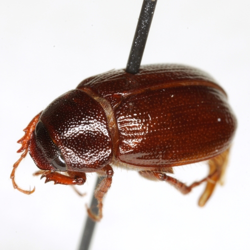 Diplotaxis simplex