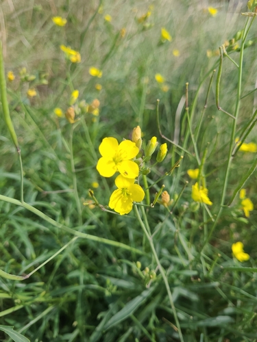 Diplotaxis tenuifolia