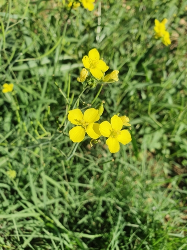 Diplotaxis tenuifolia