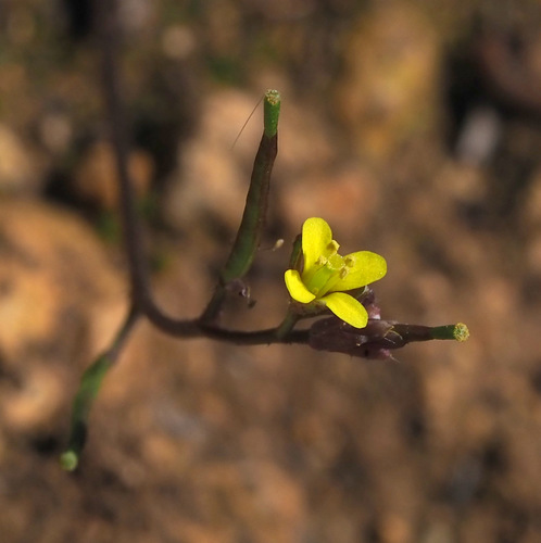 Diplotaxis viminea