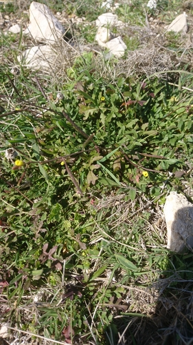 Diplotaxis viminea