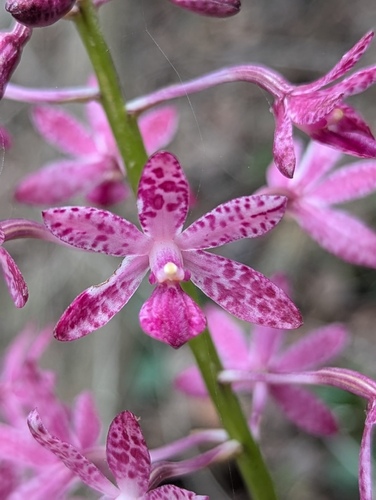 Dipodium punctatum