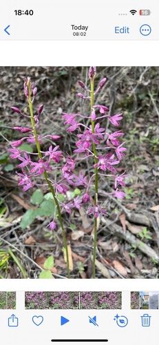 Dipodium punctatum
