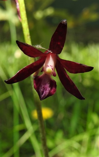 Dipodium variegatum