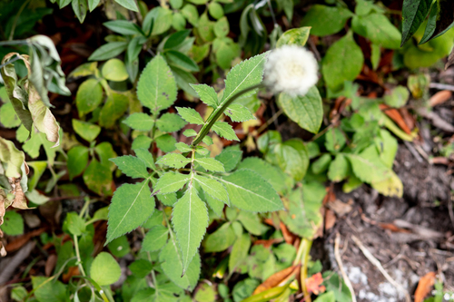 Dipsacus inermis