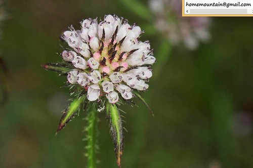 Dipsacus japonicus