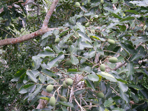 Dipteryx odorata