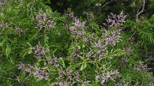 Dipteryx oleifera