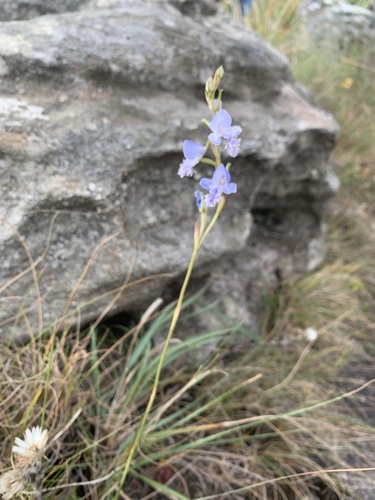 Disa baurii