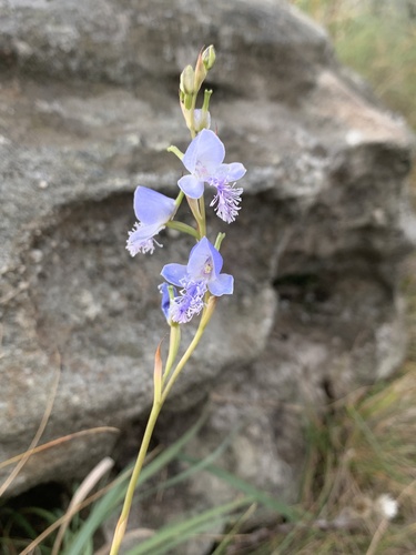 Disa baurii