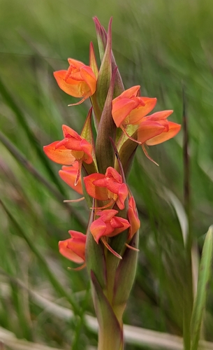 Disa celata