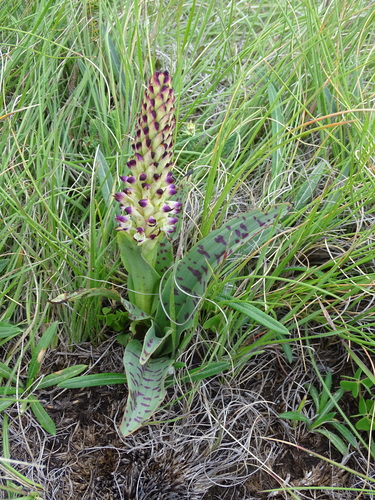 Disa fragrans