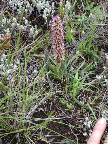 Disa fragrans