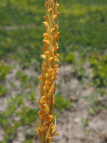 Disa ochrostachya