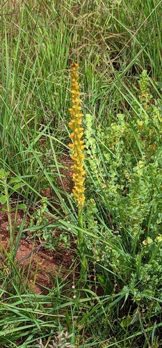 Disa ochrostachya