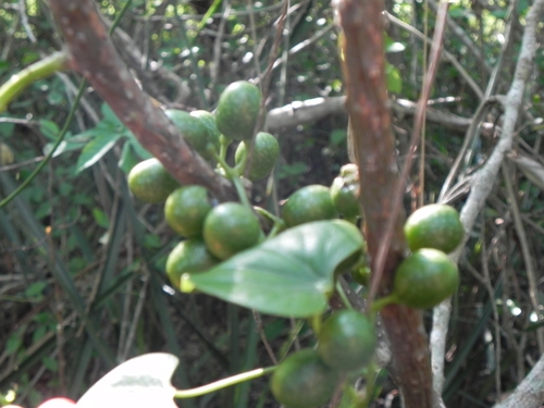 Disciphania ernstii