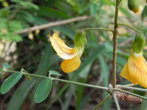Discolobium pulchellum