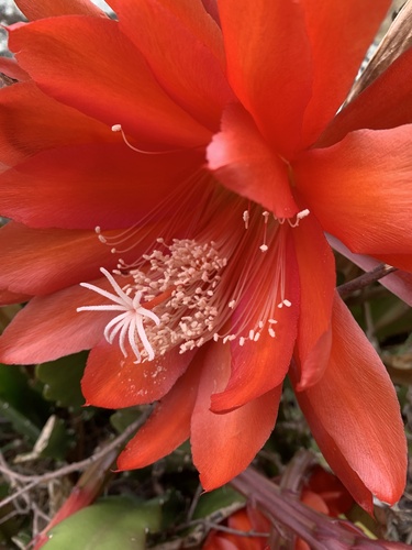 Disocactus ackermannii