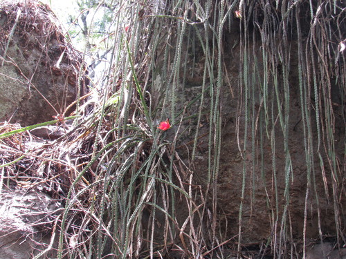 Disocactus speciosus