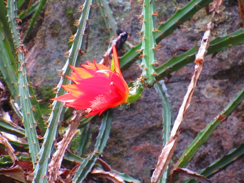 Disocactus speciosus