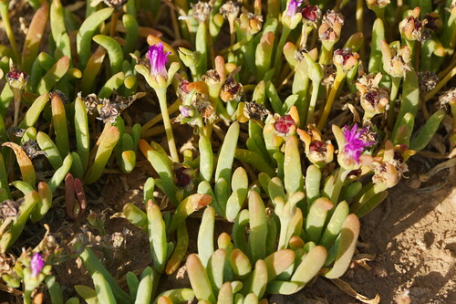 Disphyma clavellatum