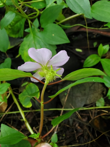 Dissotis prostrata